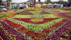 Rose garden in Taif